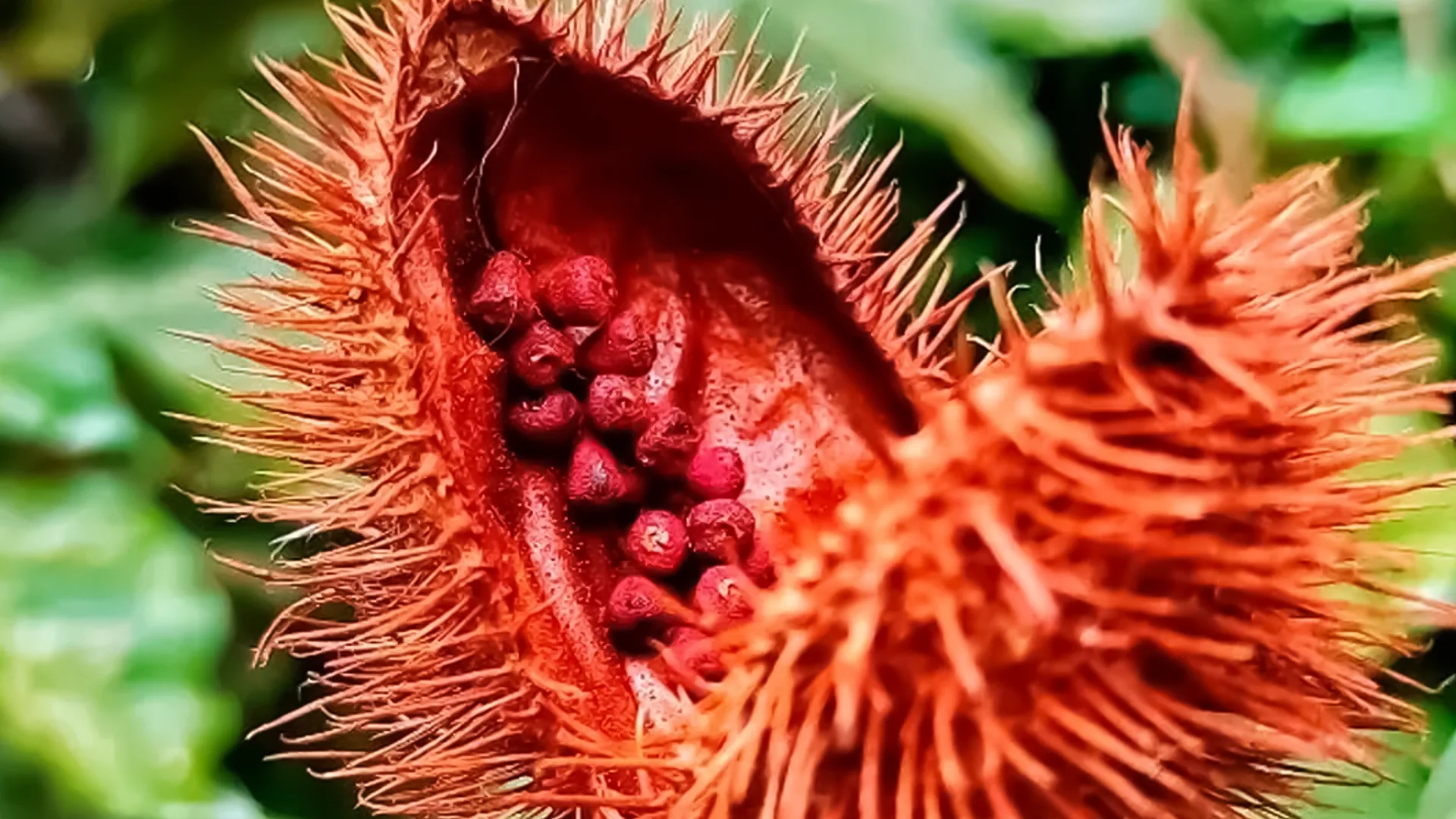 Curiosidades do Urucum