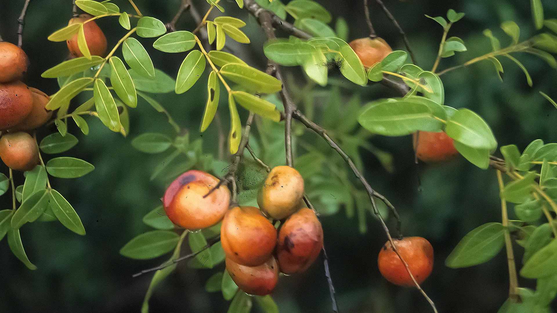 Conheça um pouco mais sobre a copaíba