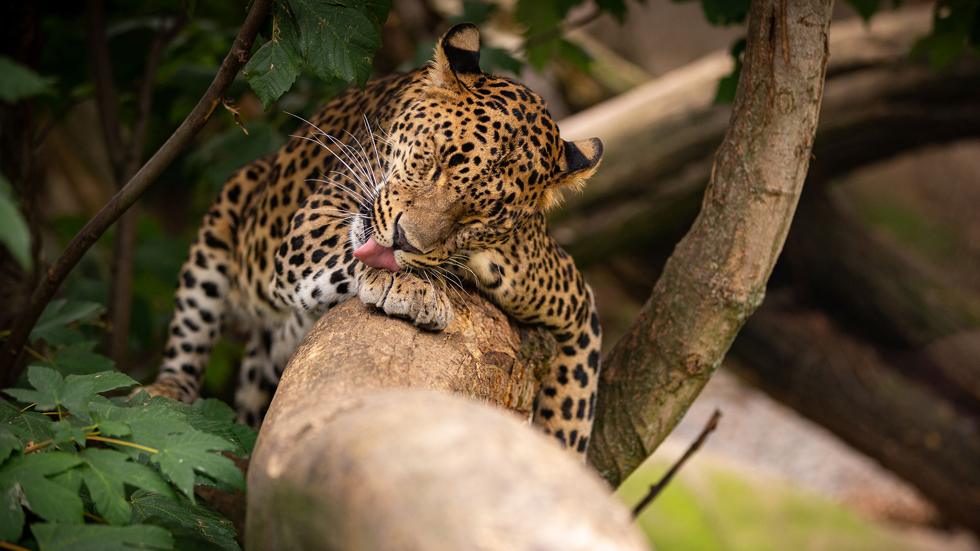 A biodiversidade amazônica e a importância da preservação