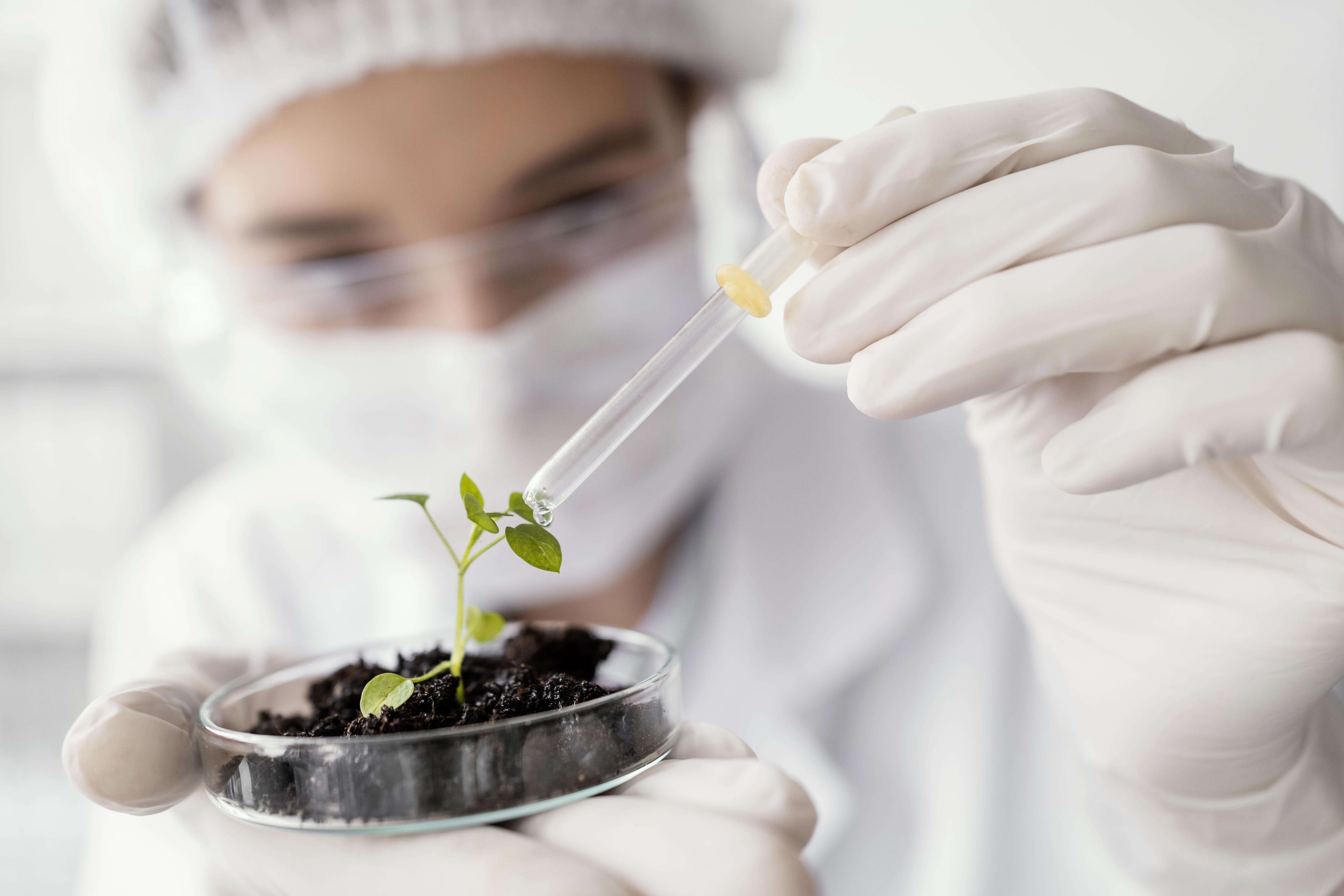 Bioeconomia Amazônica: por que manter a floresta em pé gera mais riqueza do que derrubá-la?